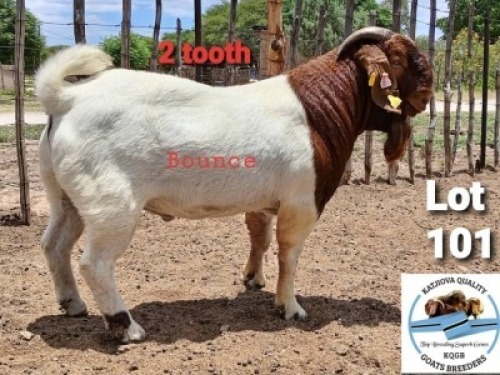 1 x BOER GOAT BUCK Toy Katjiova