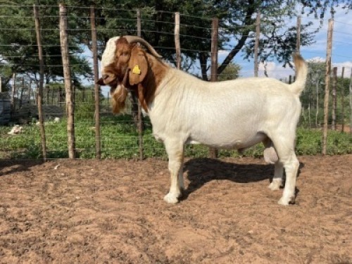 1 x BOER GOAT BUCK Hannah