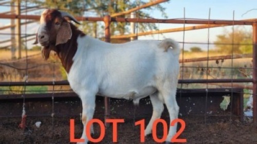 1 x BOER GOAT BUCK De Kampa