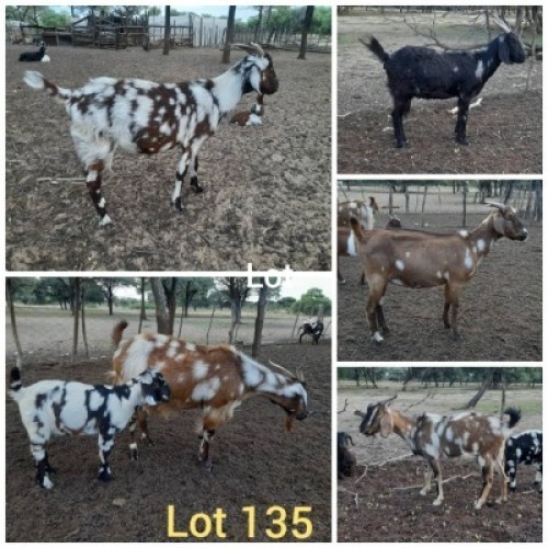 6 x CAPE LOB EAR EWE JC (Pay per animal to take the lot)