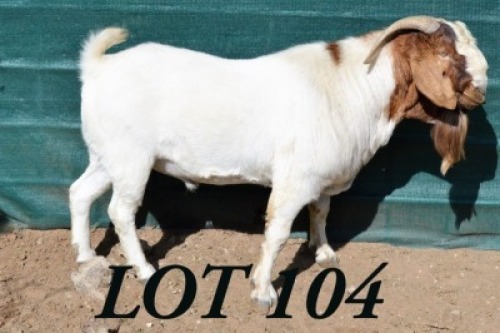 1 x BOER GOAT BUCK Anel