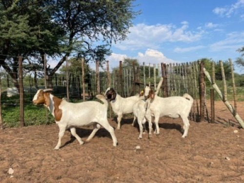 4 x GOAT Slaughter Hannah (Pay per animal to take the lot)