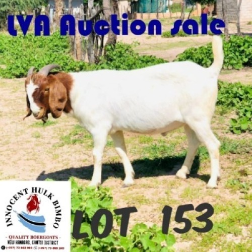 1 x BOER GOAT BUCK Adam Bimbo