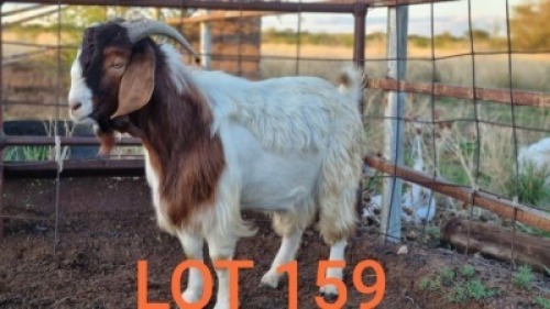 1 x BOER GOAT BUCK De Kampa