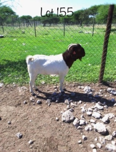 1 x BOER GOAT BUCK Gaba