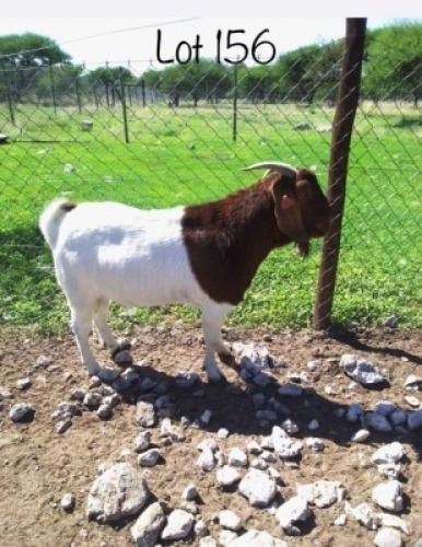 1 x BOER GOAT BUCK Gaba