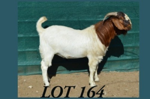 1 x BOER GOAT BUCK Anel