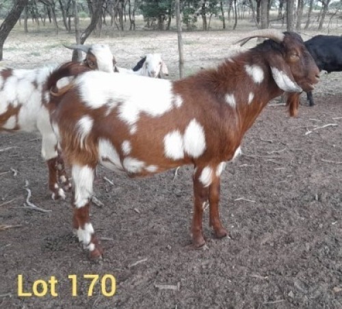 1 x CAPE LOB EAR BUCK JC