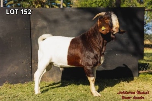 1 x BOER GOAT BUCK J.W. Kotze