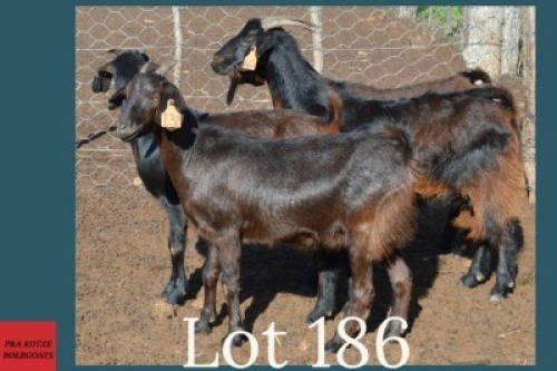 4 x VELD GOAT EWE Anel (Pay per animal to take the lot)