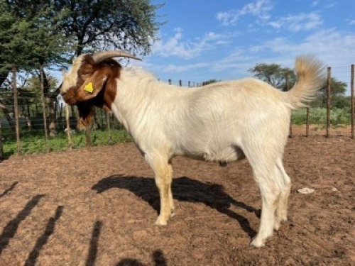 1 x BOER GOAT BUCK Hannah