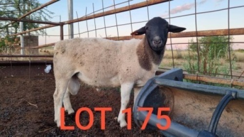 1 x DORPER RAM De Kampa