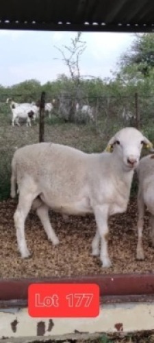 1 x MEATMASTER RAM Joop Lewis
