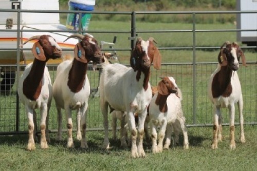 4+3X BOER GOAT DOE IMOYA