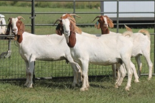 4X BOER GOAT DOE IMOYA