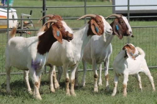 4+1X BOER GOAT DOE IMOYA