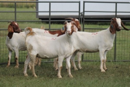 4+1X BOER GOAT DOE IMOYA