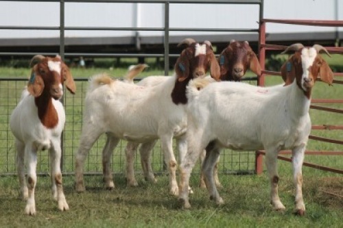 4X BOER GOAT DOE IMOYA