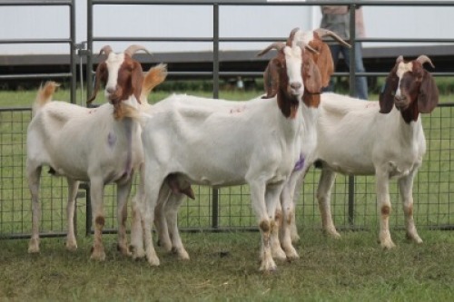 4X BOER GOAT DOE IMOYA