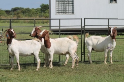 4X BOER GOAT DOE IMOYA