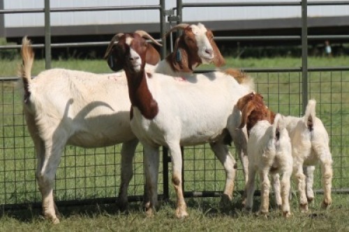 2+2X BOER GOAT DOE IMOYA