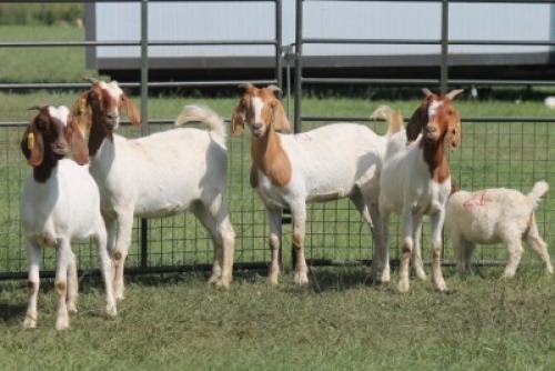 4X BOER GOAT DOE IMOYA