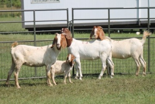 3+1X BOER GOAT DOE IMOYA