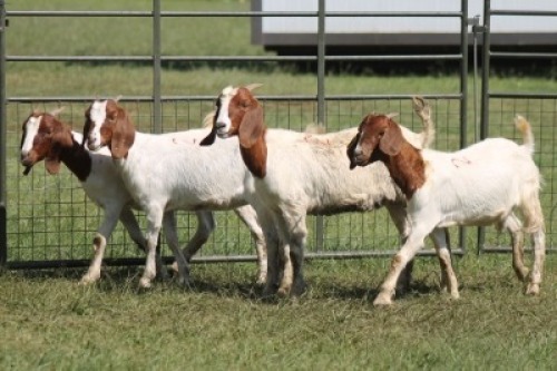 4X BOER GOAT DOE IMOYA