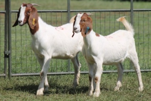2X BOER GOAT DOE IMOYA