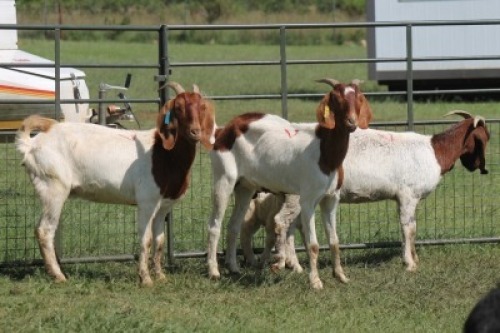 3+1X BOER GOAT DOE IMOYA