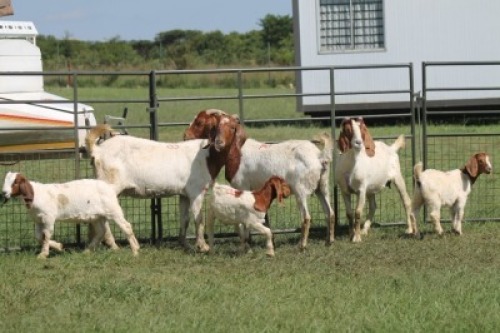 3+3X BOER GOAT DOE IMOYA