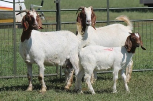 2+2X BOER GOAT DOE IMOYA