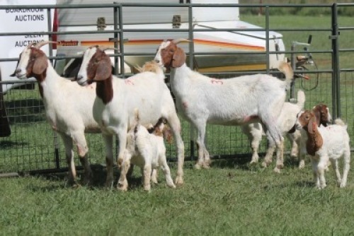 3+4X BOER GOAT DOE IMOYA