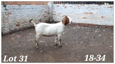 1X BOERBOK OOI/EWE CR Botha Boerbokstoet - KUDDE