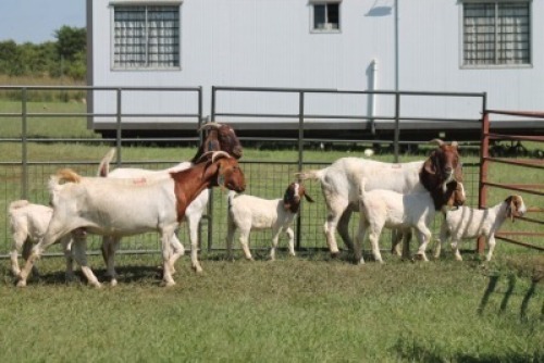 3+4X BOER GOAT DOE IMOYA