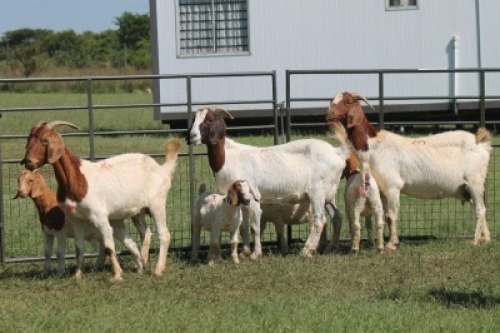 3+4X BOER GOAT DOE IMOYA