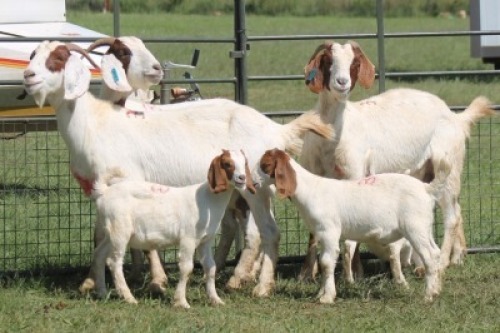 3+3X BOER GOAT DOE IMOYA