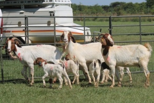 3+5X BOER GOAT DOE IMOYA