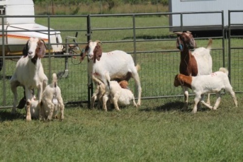 3+4X BOER GOAT DOE IMOYA