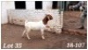 1X BOERBOK OOI/EWE CR Botha Boerbokstoet - KUDDE