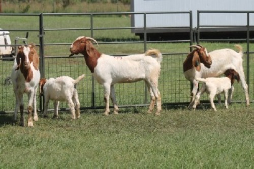 3+2X BOER GOAT DOE IMOYA