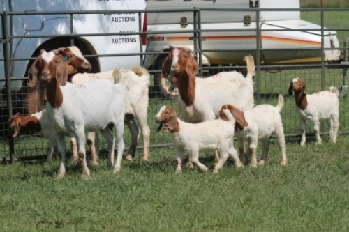 3+5X BOER GOAT DOE IMOYA