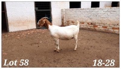 1X BOERBOK OOI/EWE CR Botha Boerbokstoet