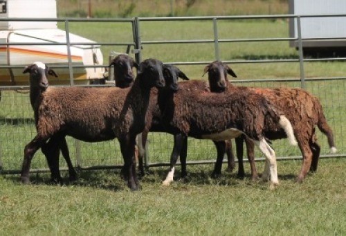 5X MEATMASTER EWE IMOYA