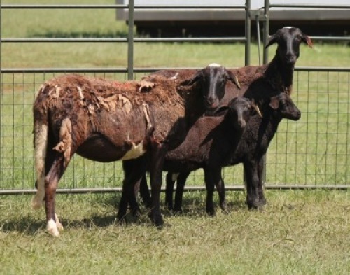 2X MEATMASTER EWE IMOYA
