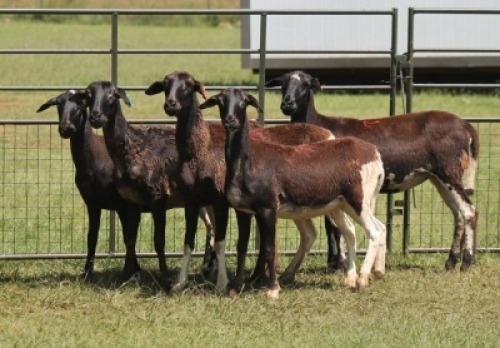 5X MEATMASTER EWE IMOYA