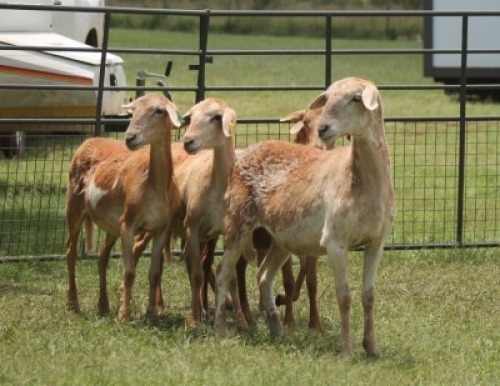 5X MEATMASTER EWE IMOYA