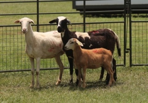 2X MEATMASTER EWE IMOYA