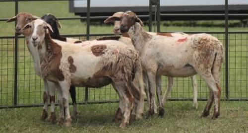 5X MEATMASTER EWE IMOYA