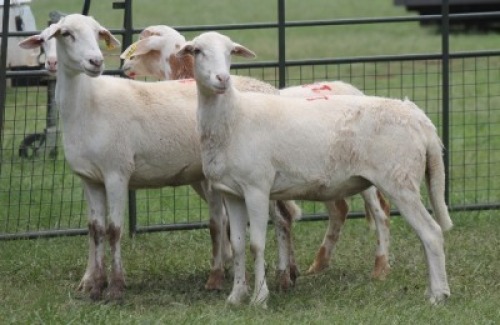 4X MEATMASTER EWE IMOYA
